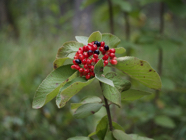 20190901 Test V1-Oeschiwald_G8_5025.jpg